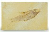 Detailed Fossil Fish (Knightia) - Wyoming #369391-1